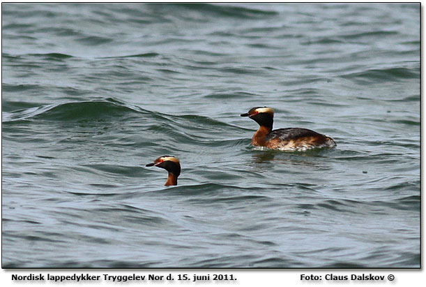 Nordisk lappedykker p havet ved Tryggelev. Foto: Claus Dalskov