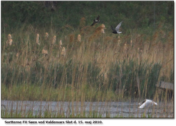 Dogmefoto af Sortterne Sen ved Valdemar slot + Landsvale og Httemge