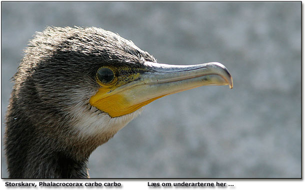 Se efter de to underarter af skarver: Phalacrocorax carbo carbo og  Phalacrocorax carbo sinensis