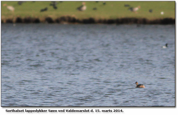 Sorthalset lappedykker er retur ved Valdemar Slot