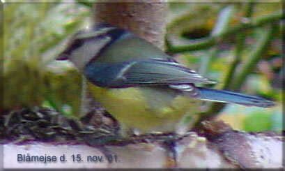 Blmejse p fuglebrdtet den 15. nov 01.