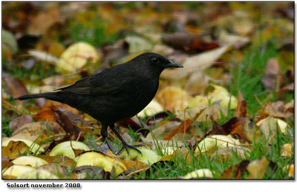 Haveobs en novemberdag