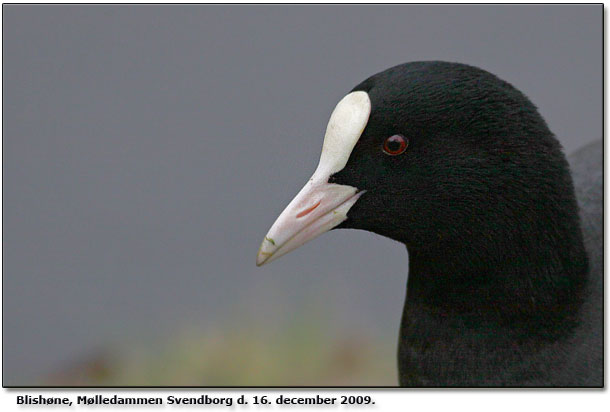 Blishne fra Mlledammen, Svendborg