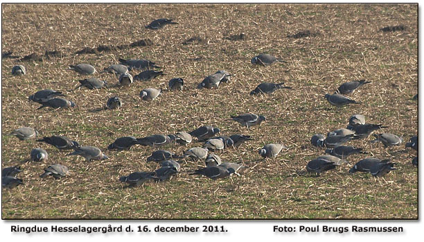 Ringduer ved Hesselagergrd. Foto: Poul Brugs Rasmussen