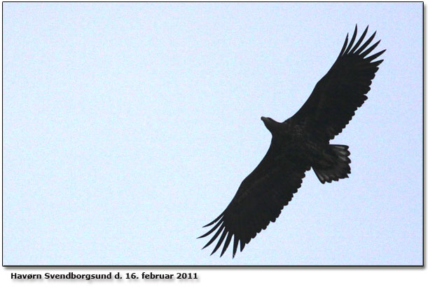 1 af 2 havrne overflyvende ved Stting Strandvej. Alder bedmt til IMM 3. dragt