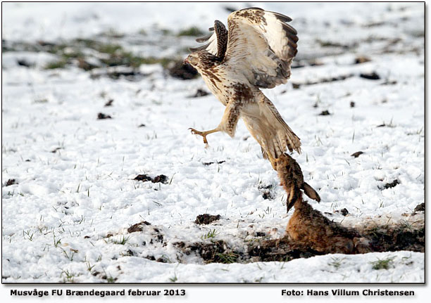 Musvge forsger at lette med en hare! Foto: Hans Villum Christensen