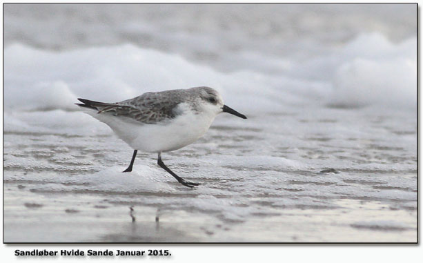 Sandlber Hvide Sande