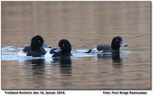 Troldand        Foto: Poul Brugs Rasmussen