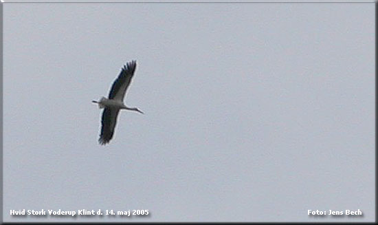 Hvid stork Foto: Jens Bech