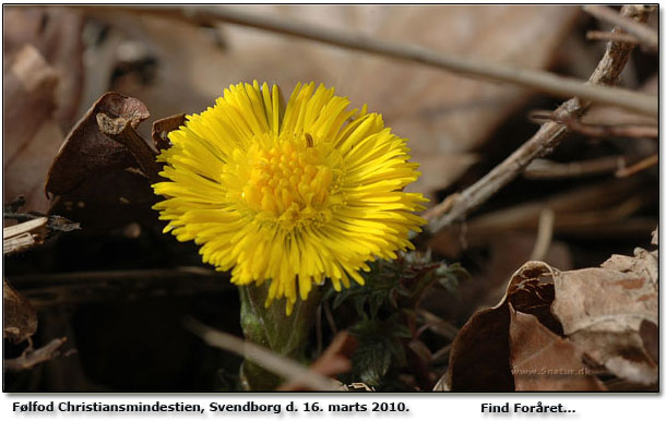 Blomstrende flfod