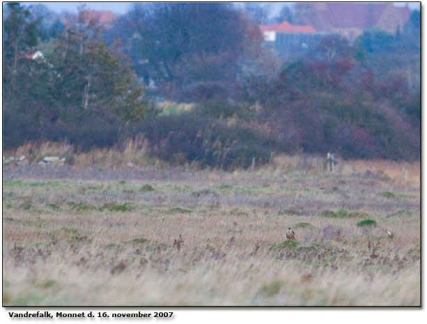 Ung vandrefalk p tue, Monnet d. 16. november 2007