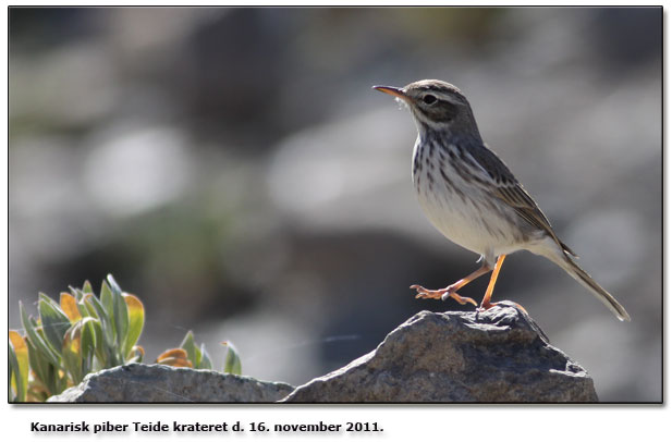 Kanarisk piber Teide krateret 