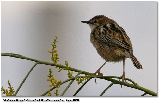 Arkivbillede p en regnsvejrsdag Cistussanger - Cisticola juncidis