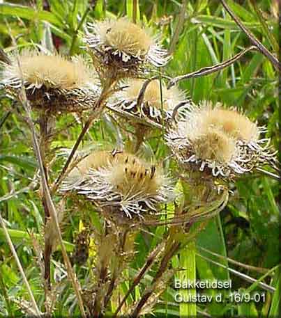 Bakketidsel, Gulstav den 16. sep 01