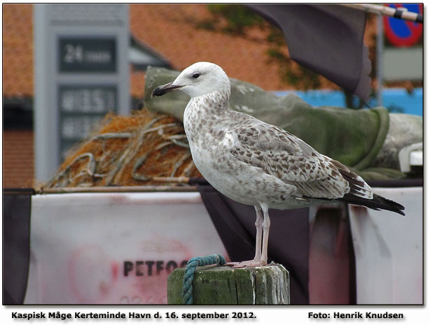 Kaspisk Mge fra Kerteminde Havn Foto: Henrik Knudsen