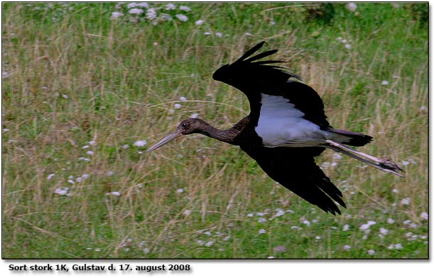 Sort stork ved Gulstav