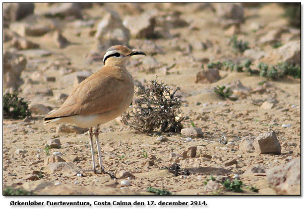 rkenlber Fuerteventura