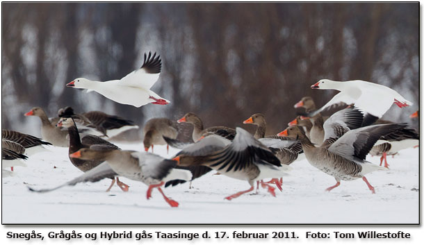 Snegs, Grgs og hybrid grgs X canadags. Fotograf: Tom Willestofte