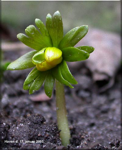 Erantis blomstrer lige nu!