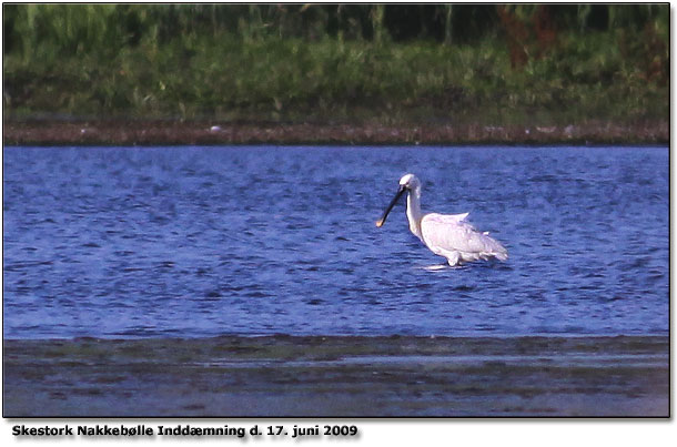 Skestork fortsat ved Nakkeblle Inddmning p 5. dag