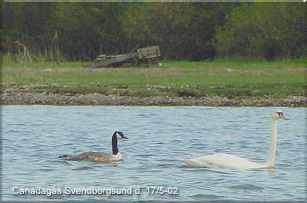 Canadagsen og knopsvane ud for Saksenborg, Svendborgsund den 17. maj 02.