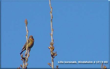 Lille korsnb dominerer trkket p Hindsholm