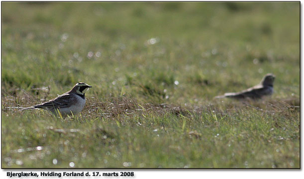 Bjerglrke, Hviding forland, Snderjylland