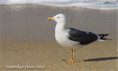 Sildemge (Larus fuscus) 