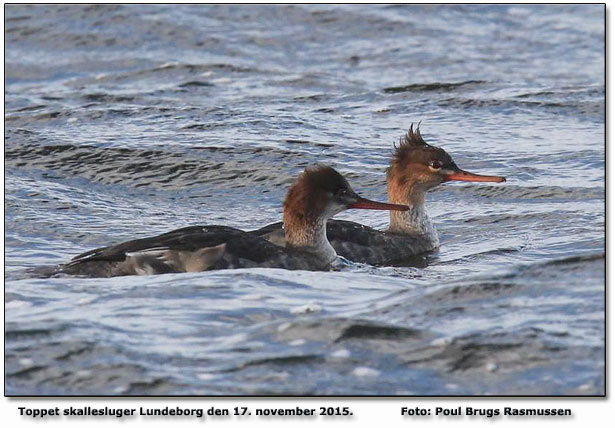 Toppet skallesluger Foto: Poul Brugs Rasmussen 