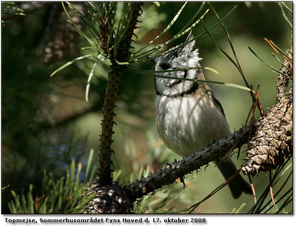 Topmejse Lophophanes-cristatus Fyns Hoved