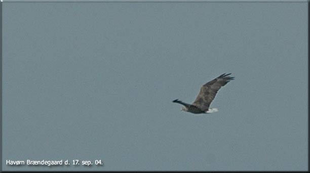 Havrnen over engen syd for Brndegaard s