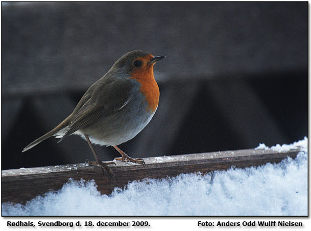 Rdhals p foderbrttet, Svendborg        Foto: Anders Odd Wulff Nielsen