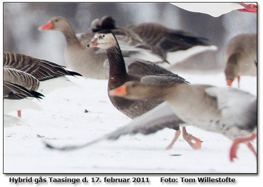 Gsen det hele drejer sig om. Tak til fotografen Tom Willestofte