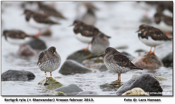 Vresen med 33 Sortgr ryle og over 100 stenvender. Foto: Lars Hansen Naturkonsulenten.dk