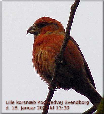 Lille korsnb han, Kogtvedvej, Svendborg den 18. januar 2002