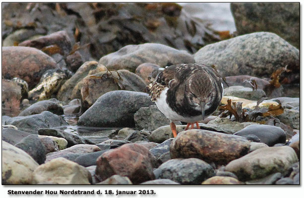 Stenvender Hou Norstrand