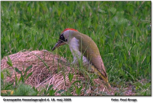 Grnsptte Hesselagergaard             Foto: Poul Brugs