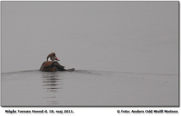 Nilgs. "Slbte" den ene vinge med sig og m siges at vre ude af stand til at flyve. Foto: Anders Odd Wulff Nielsen