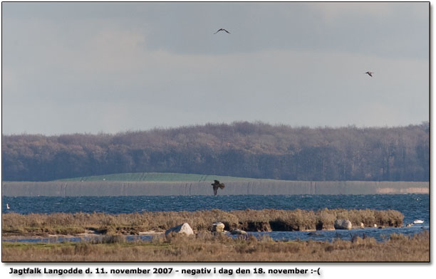 Jagtfalk sidste sndag: set mandag og igen i gr lrdag d. 17. november