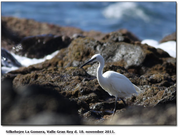 Silkehjere p jagt ved kysten af La Gomera ved Valle Gran Rey