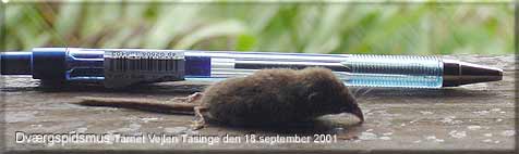 Dvrgspidsmus (Sorex minutus) vejlen Tssinge den 18. september 2001. Dd!