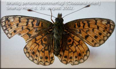 Brunlig perlemorsommerfugl (Clossiana selene) 1.