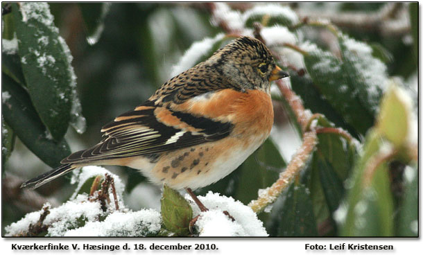 Kvrkerfinke ved foderbrttet. Foto: Leif Kristensen