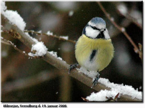 Blmejse i dagens snevejr