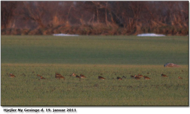 Hjejler Ny Gesinge 