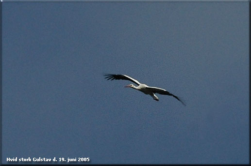 Hvid stork over Gulstav