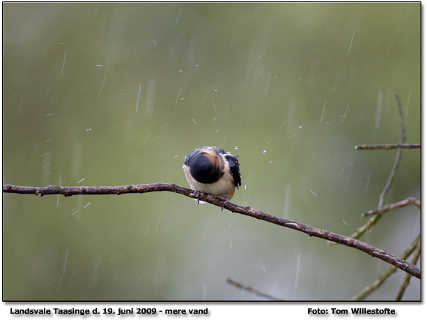 Mere vand.                       Foto: Tom Willestofte