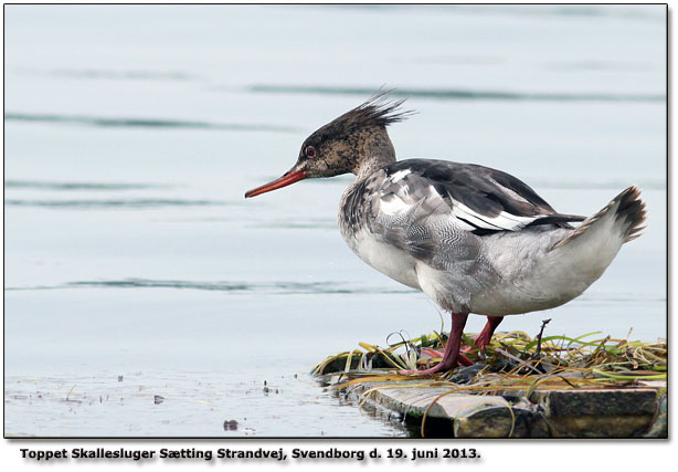 Toppet skallelsuger bruger platformen Stting Strandvej