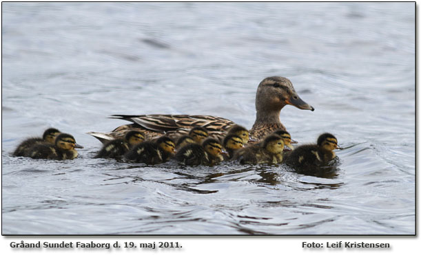 Grand med llinger Sundet Faaborg               Foto: Leif Kristensen