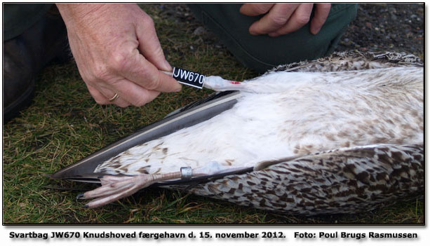 Den ringmrkede fugl (JW 670) jeg fandt ved Knudshoved den 15.11. var ikke, som jeg skrev en Slvmge, men derimod en Svartbag. Lars Hansen, som jeg fr har vret i forbindelse med (Sortgr Ryle) oplyser at han har ringmrket den p Vresen den 27.6, s den fik kun et kort liv. Han har for vrigt sendt oplysningerne vider til Museet, det samme tror jeg Hans Rytter har gjort med ringene. Mvh Poul Brugs